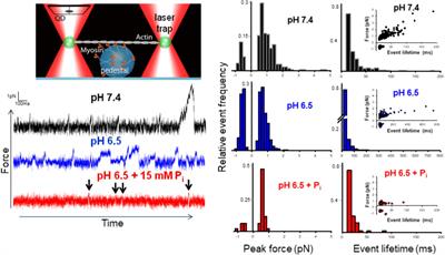 Acidosis and Phosphate Directly Reduce Myosin’s Force-Generating Capacity Through Distinct Molecular Mechanisms